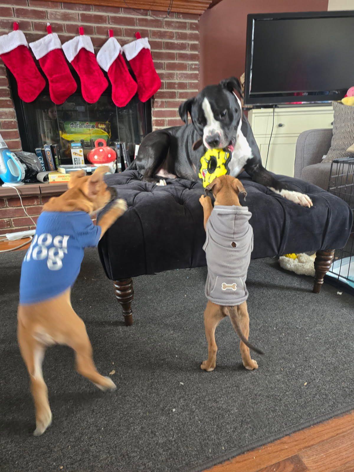 Enlarge Pippin, an adopted mixed breed in Riverdale, NJ image 3/6