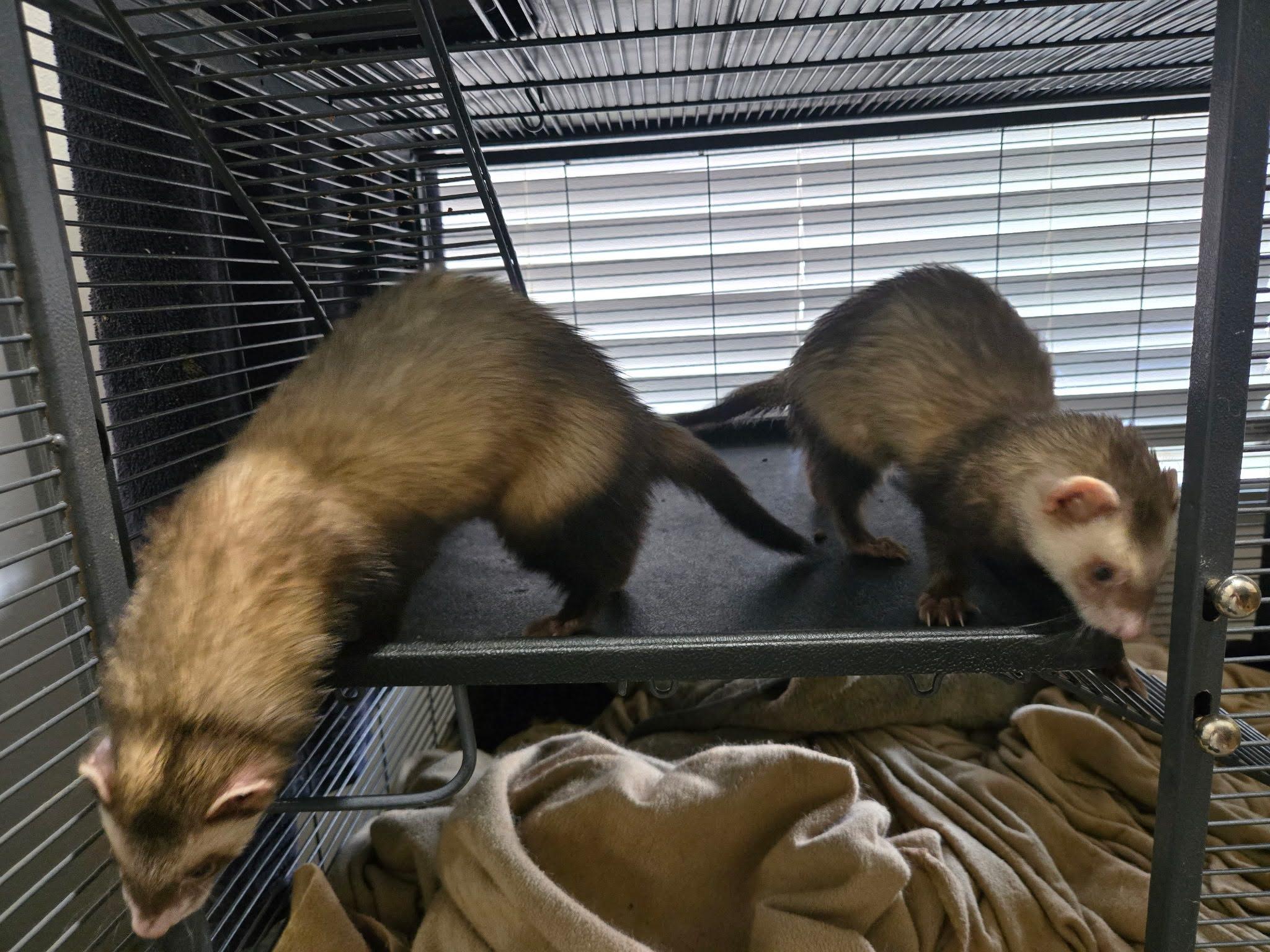 Enlarge Tibble and Alkira, an adopted Ferret in Arlington, TX image 3/3