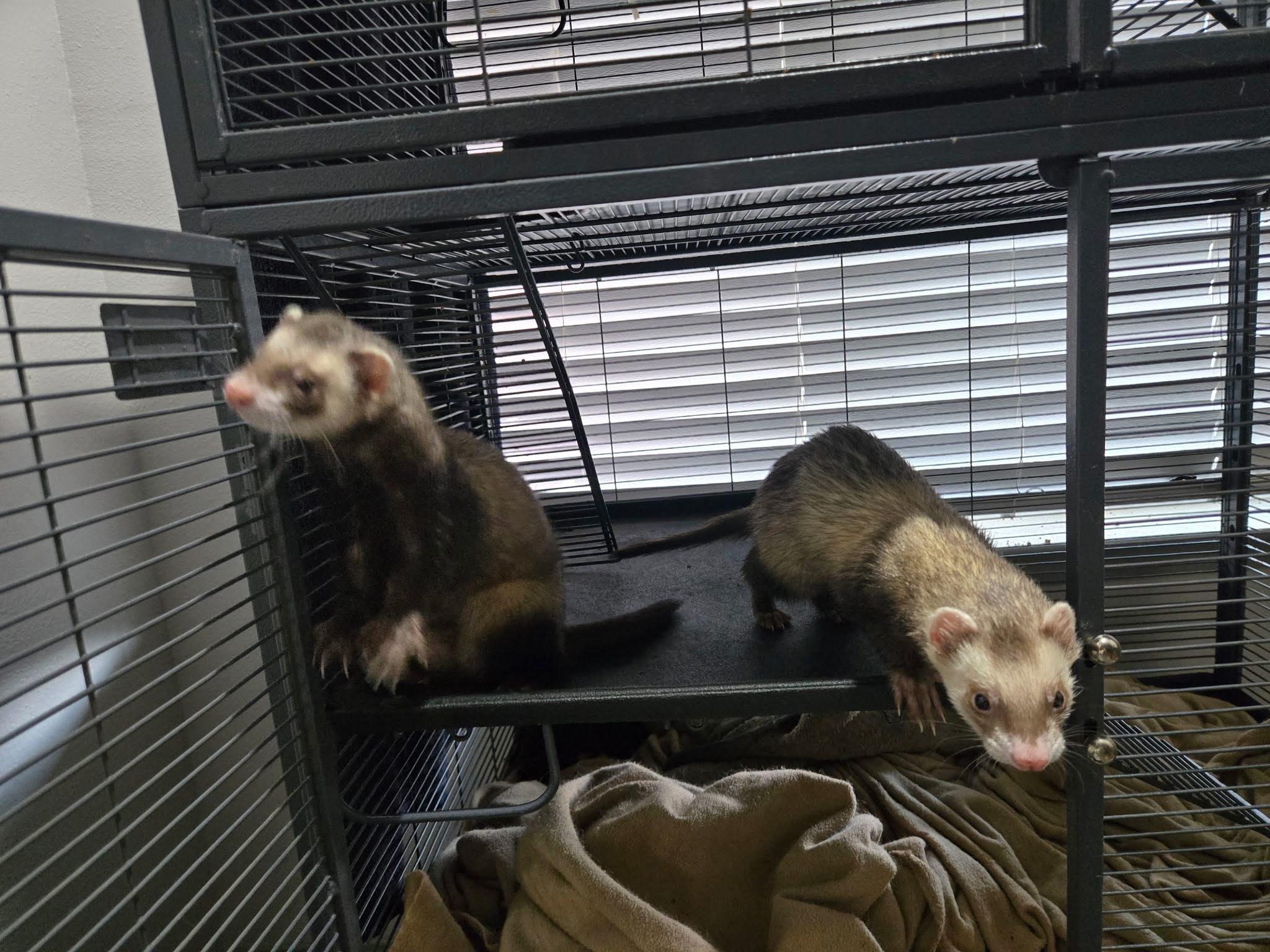 Tibble and Alkira, adopted, Adult Male Ferret.