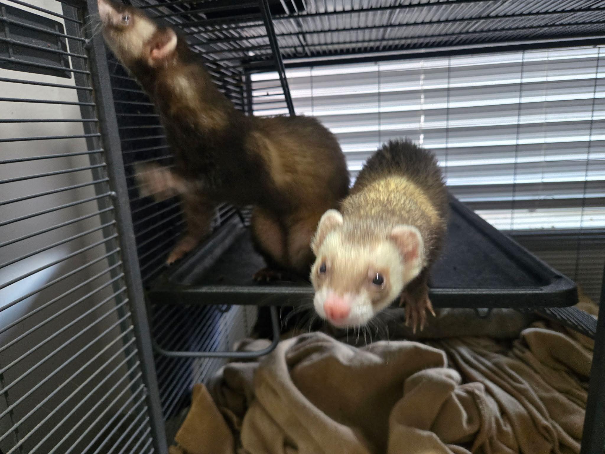 Enlarge Tibble and Alkira, an adopted Ferret in Arlington, TX image 2/3
