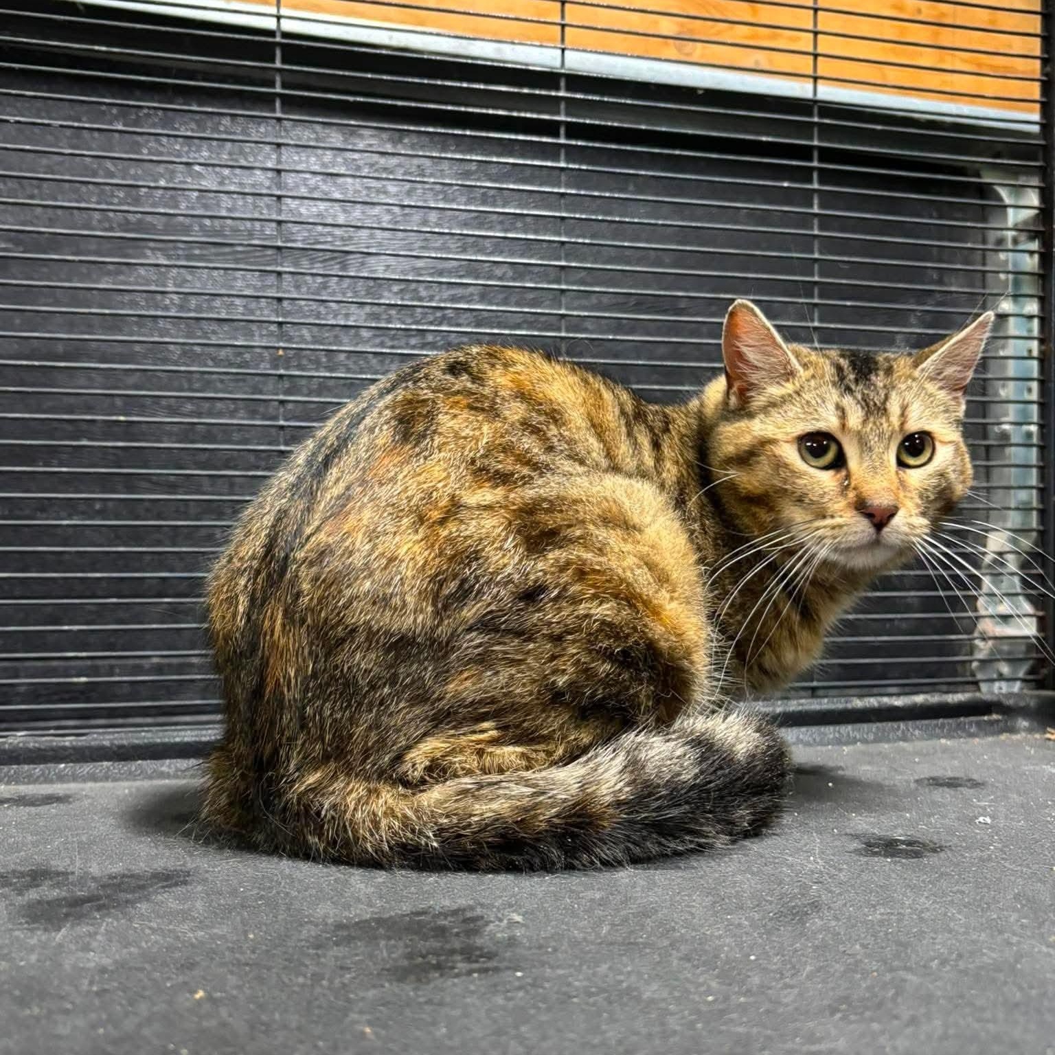 JULES, a Adoptable Bengal in Tillsonburg, ON image 1/5