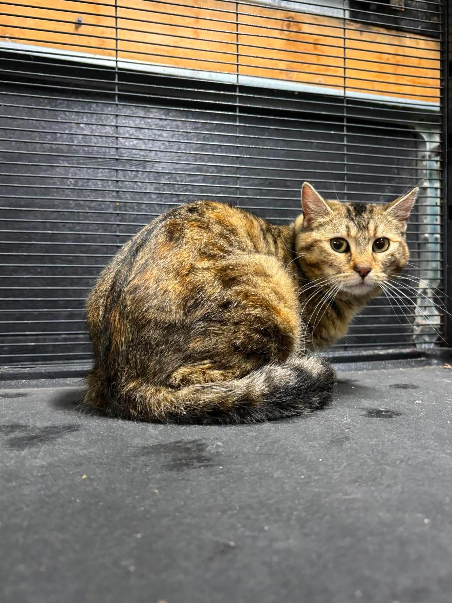 JULES, a Adoptable Bengal in Tillsonburg, ON image 5/5