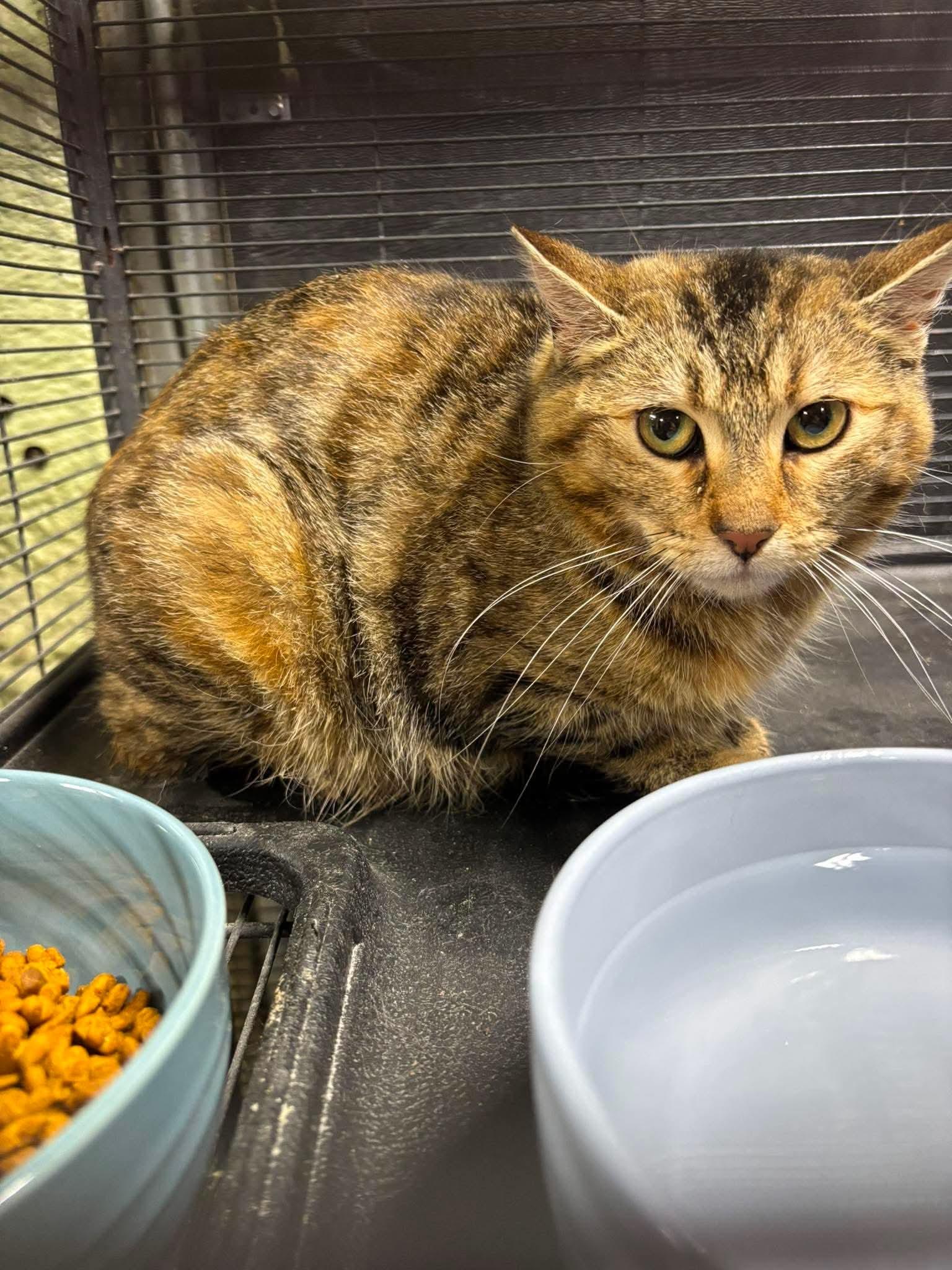 JULES, a Adoptable Bengal in Tillsonburg, ON image 2/5