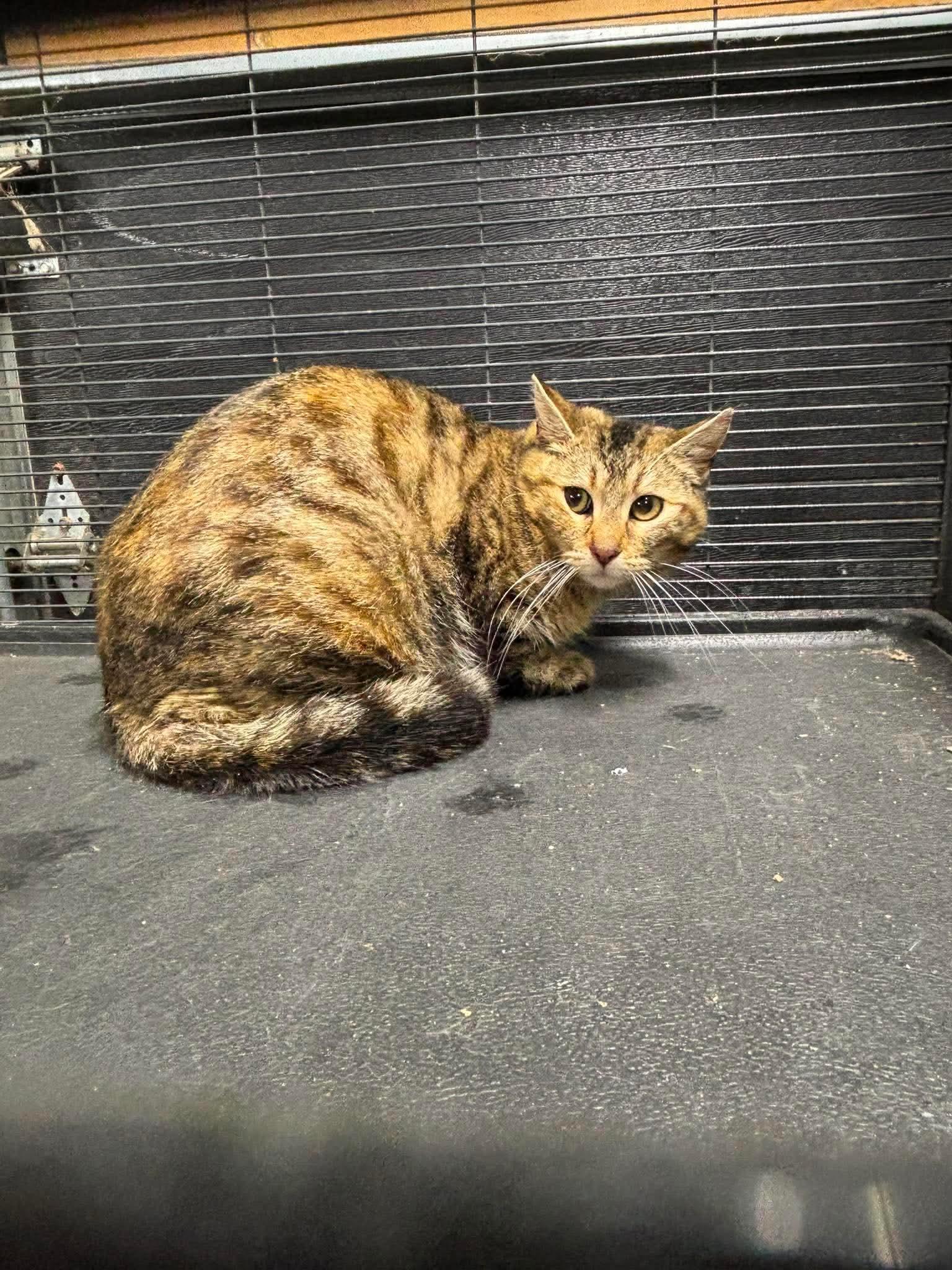 JULES, a Adoptable Bengal in Tillsonburg, ON image 4/5