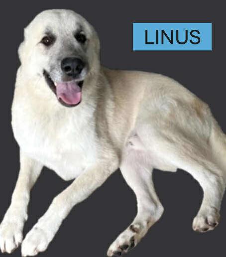 Linus