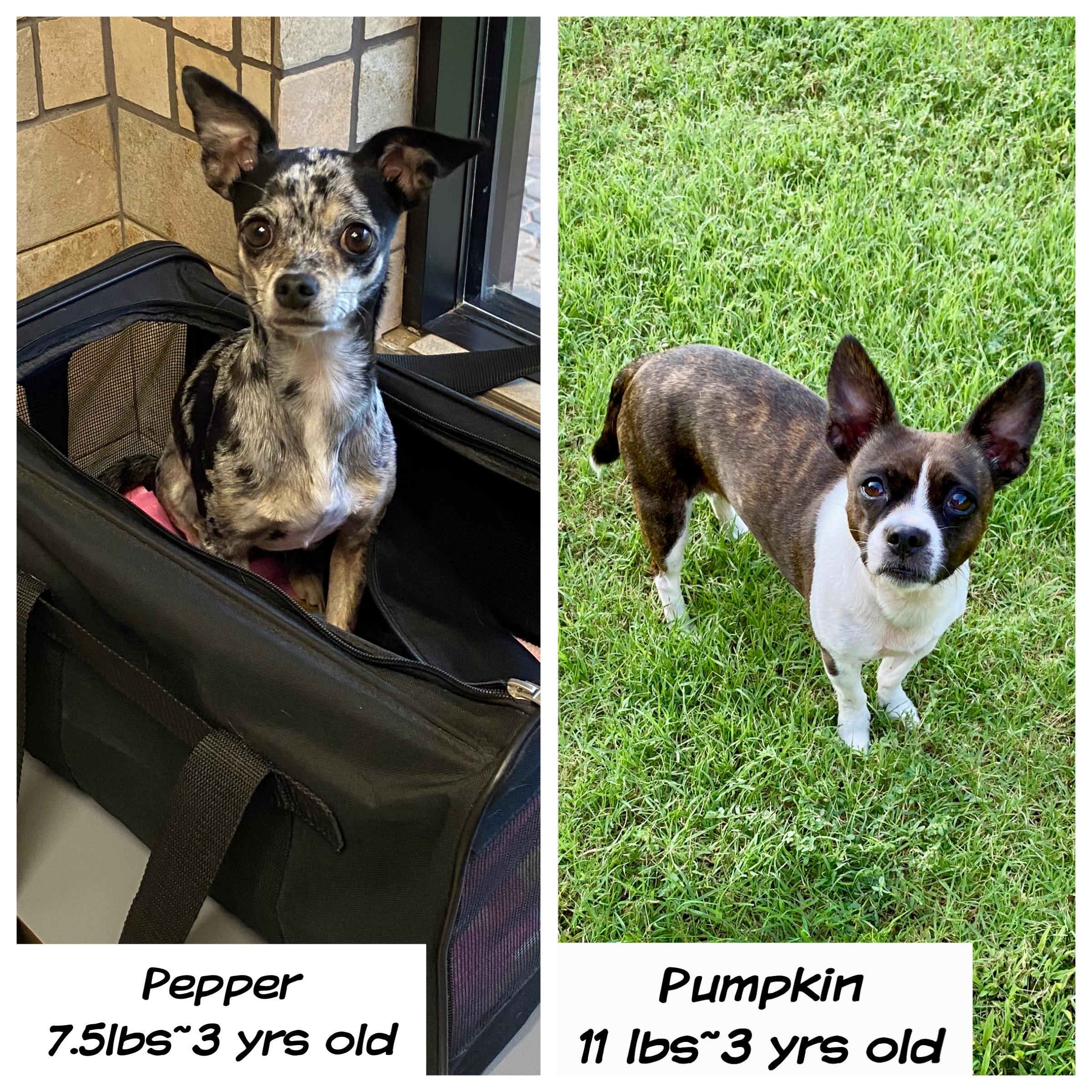 Pepper & Pumpkin