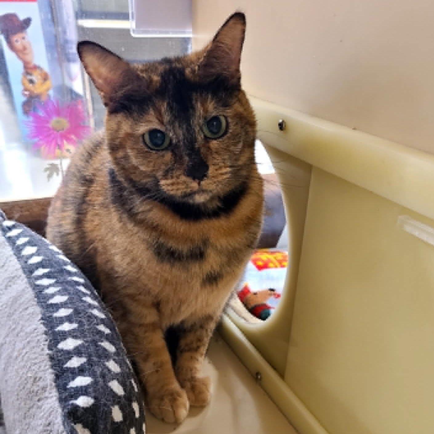 Enlarge Callie, a ADOPTABLE Tortoiseshell in Queen Creek, AZ image 5/5