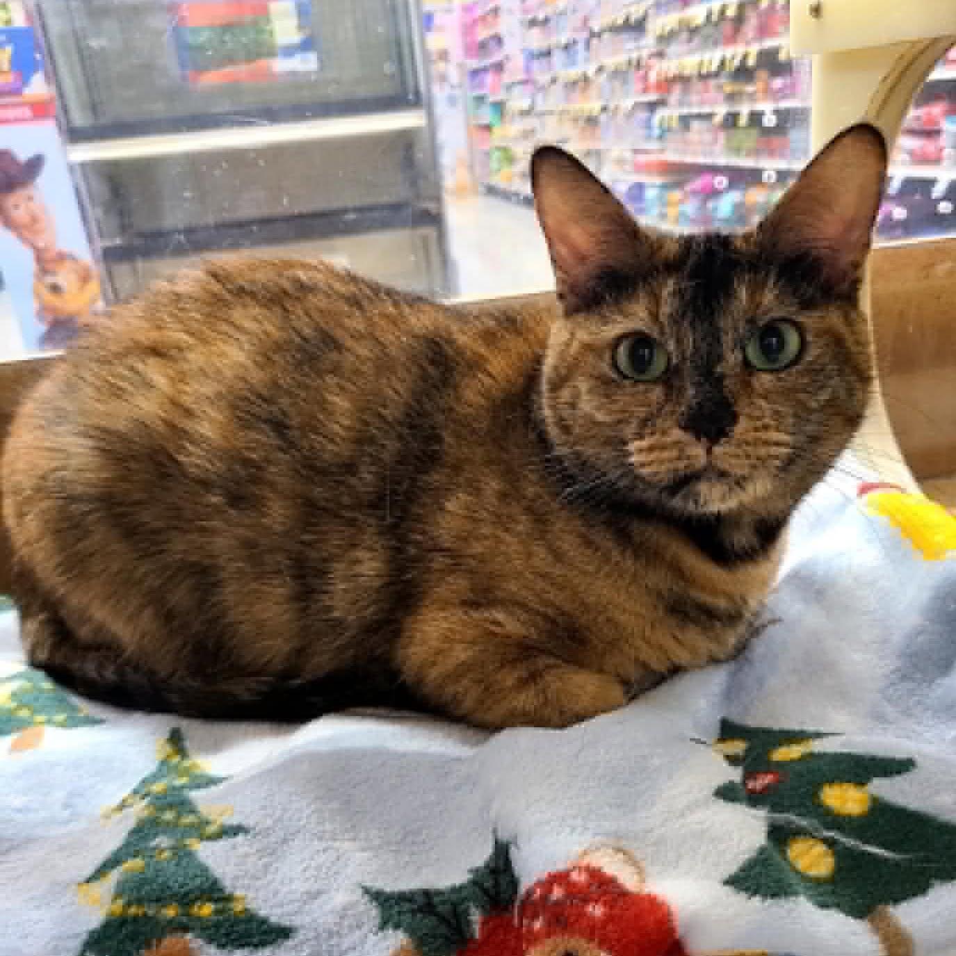 Enlarge Callie, a ADOPTABLE Tortoiseshell in Queen Creek, AZ image 3/5