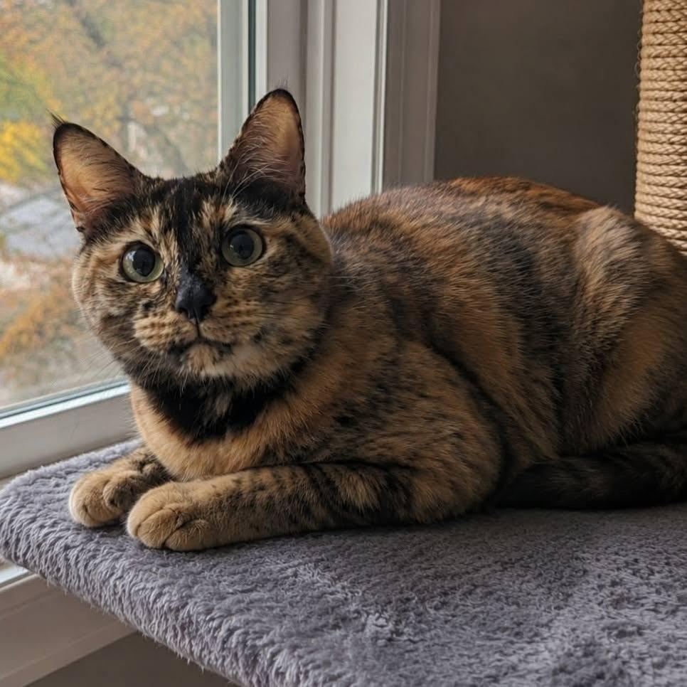 Enlarge Callie, a ADOPTABLE Tortoiseshell in Queen Creek, AZ image 4/5