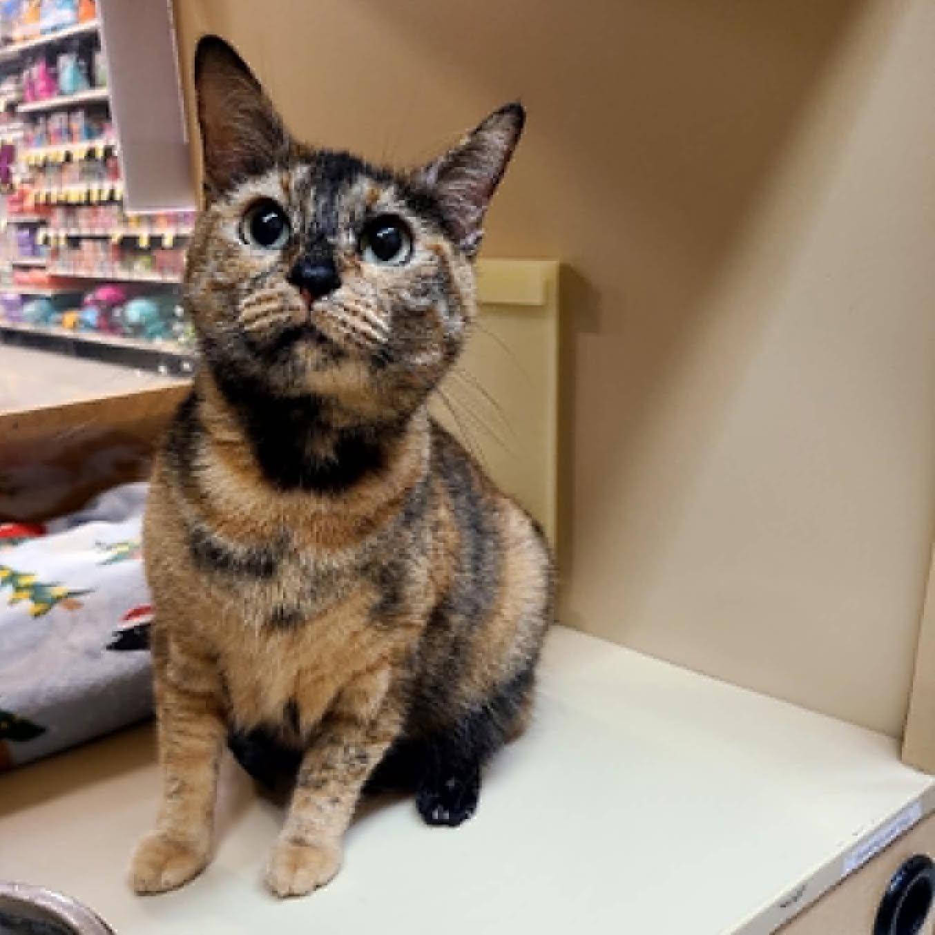 Enlarge Callie, a ADOPTABLE Tortoiseshell in Queen Creek, AZ image 2/5