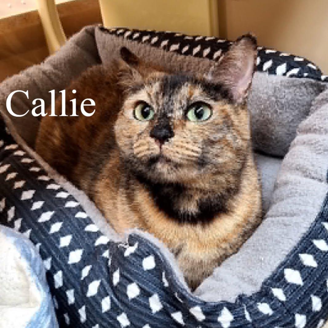 Enlarge Callie, a ADOPTABLE Tortoiseshell in Queen Creek, AZ image 1/5