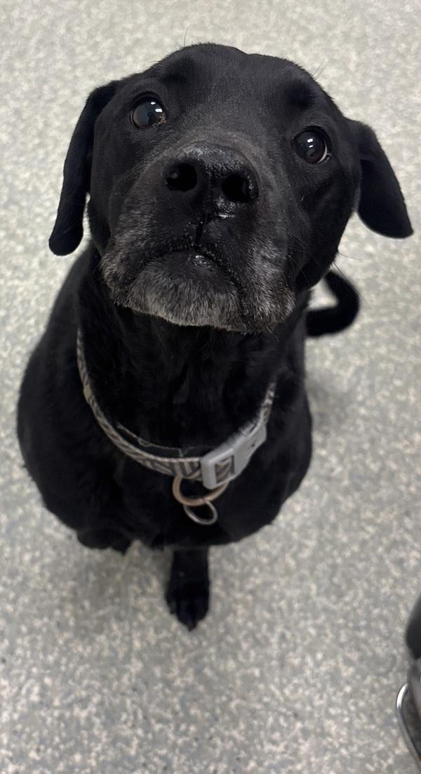 Enlarge Bear, a Adoptable mixed breed in Houston, TX image 1/2