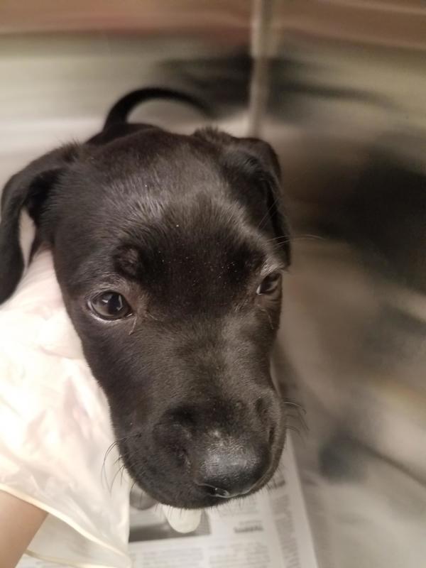 Enlarge Bear, a Adoptable mixed breed in Houston, TX image 2/2