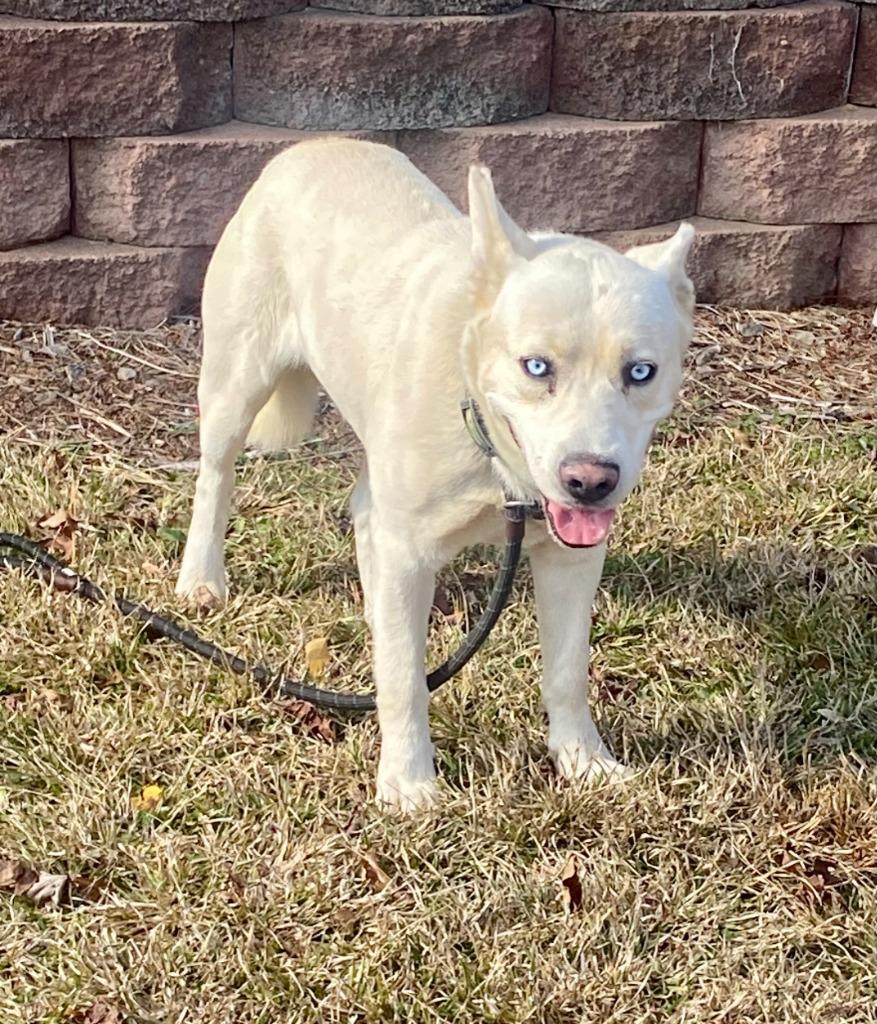 Blue, Adoptable, Young Male Husky.