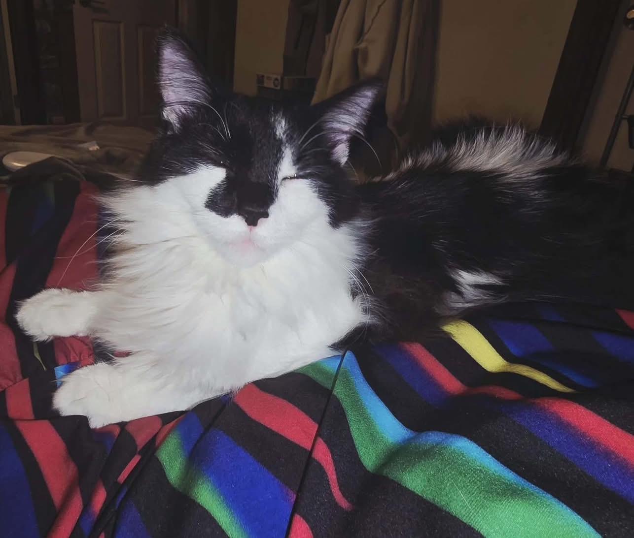 Enlarge Kitty, a ADOPTABLE Domestic Long Hair in Manhattan, KS image 1/2