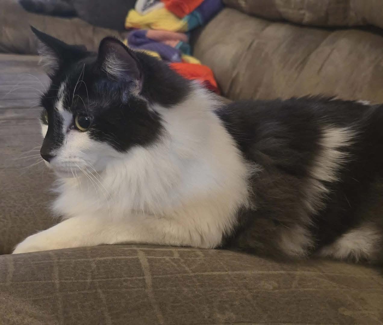 Enlarge Kitty, a ADOPTABLE Domestic Long Hair in Manhattan, KS image 2/2