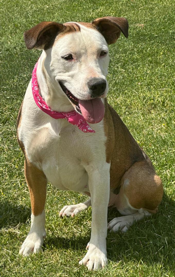 Enlarge CELESTE, an adopted mixed breed in Wilmington, DE image 3/6