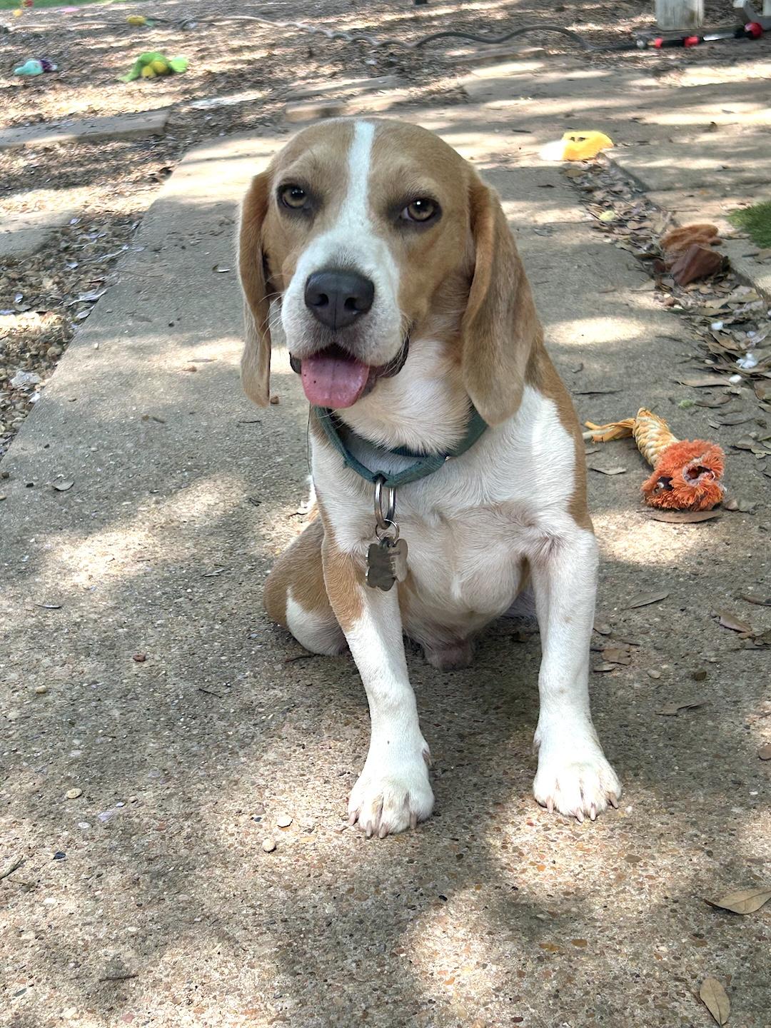 Enlarge Lou, a ADOPTABLE Beagle in Tomball, TX image 4/6