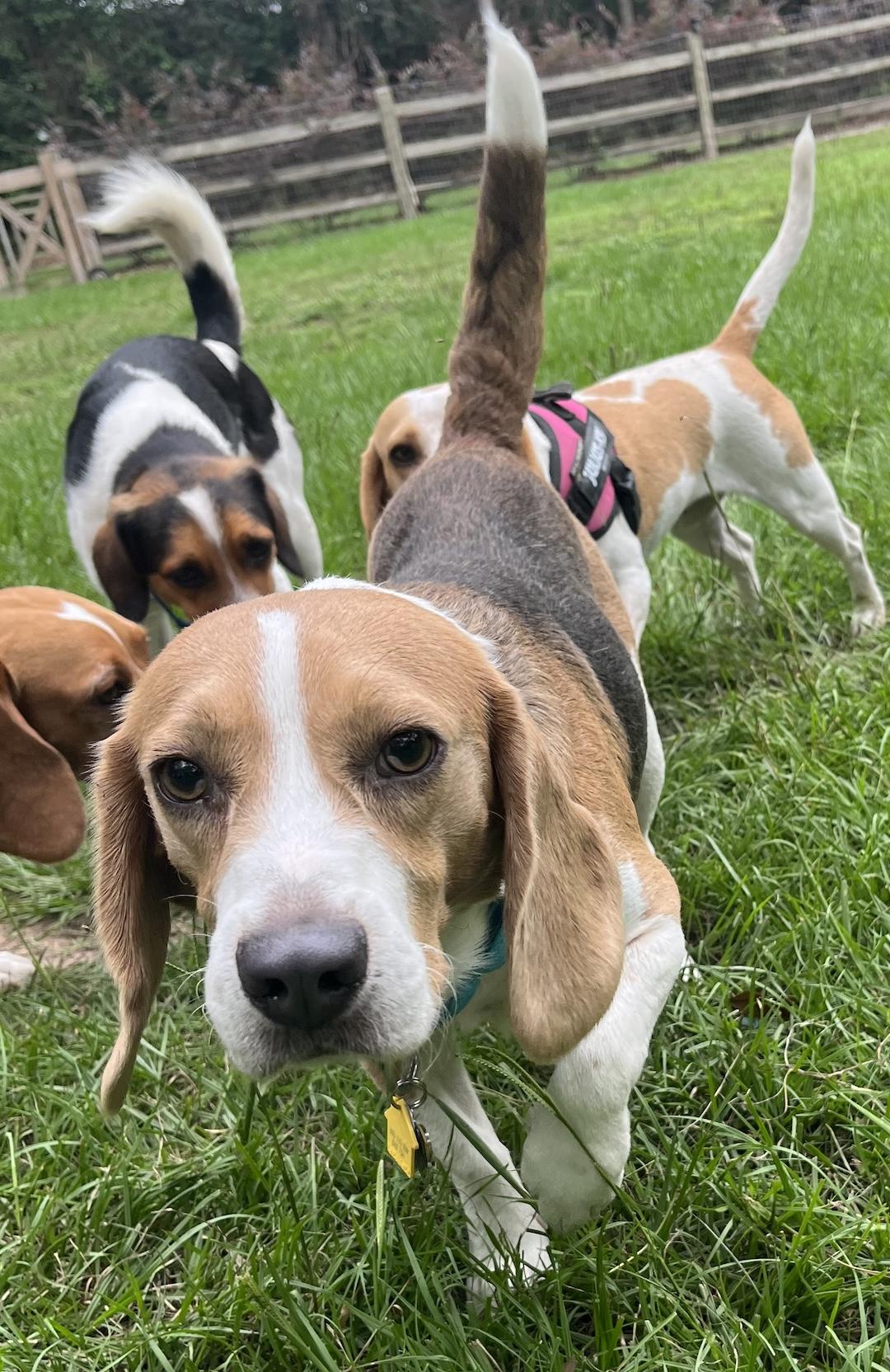 Enlarge Lou, a ADOPTABLE Beagle in Tomball, TX image 6/6