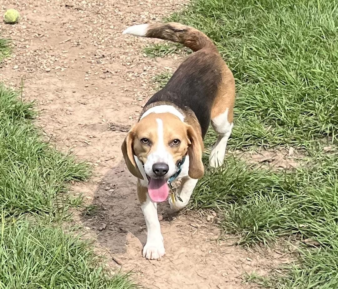 Enlarge Lou, a ADOPTABLE Beagle in Tomball, TX image 3/6