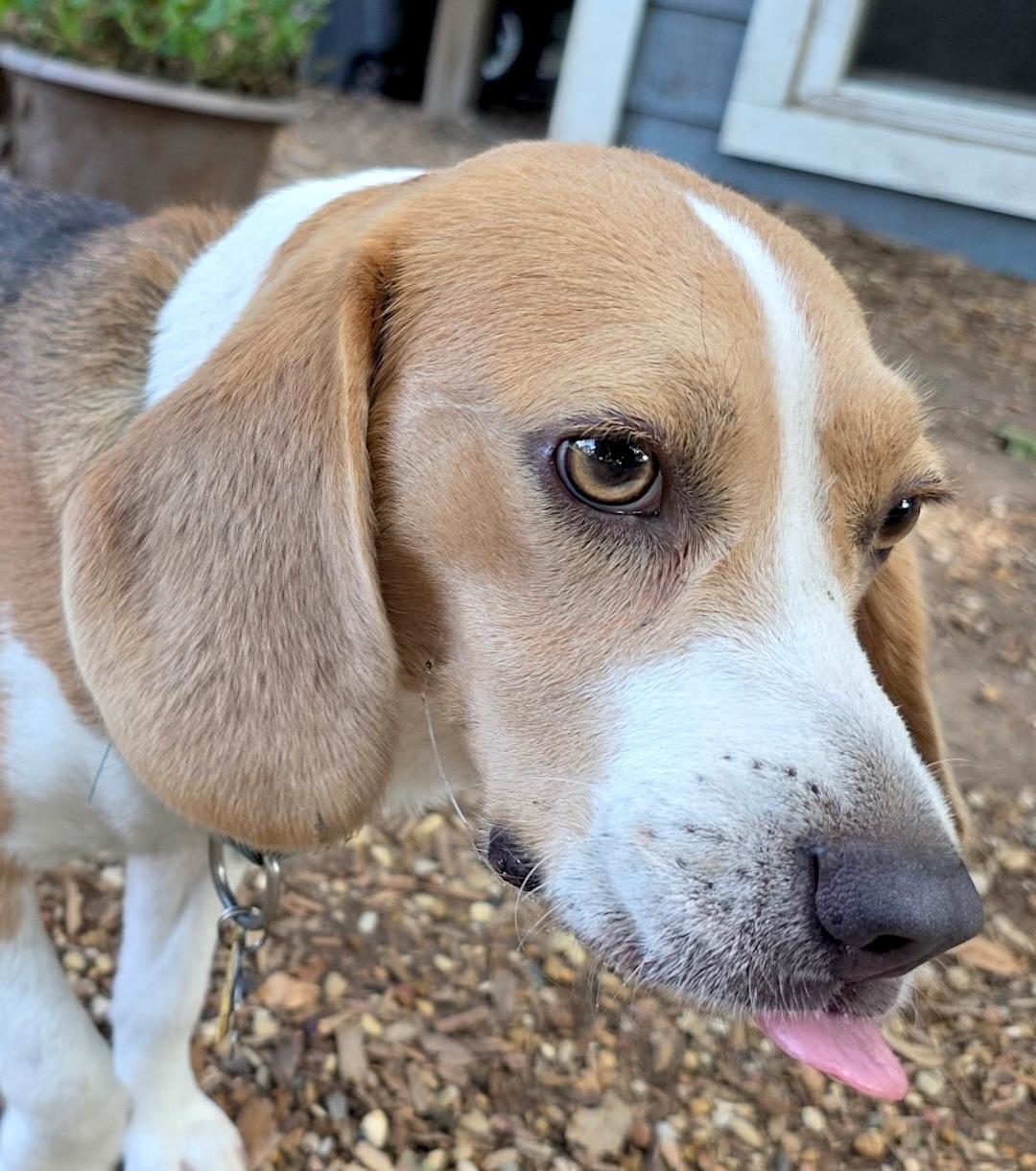Enlarge Lou, a ADOPTABLE Beagle in Tomball, TX image 5/6