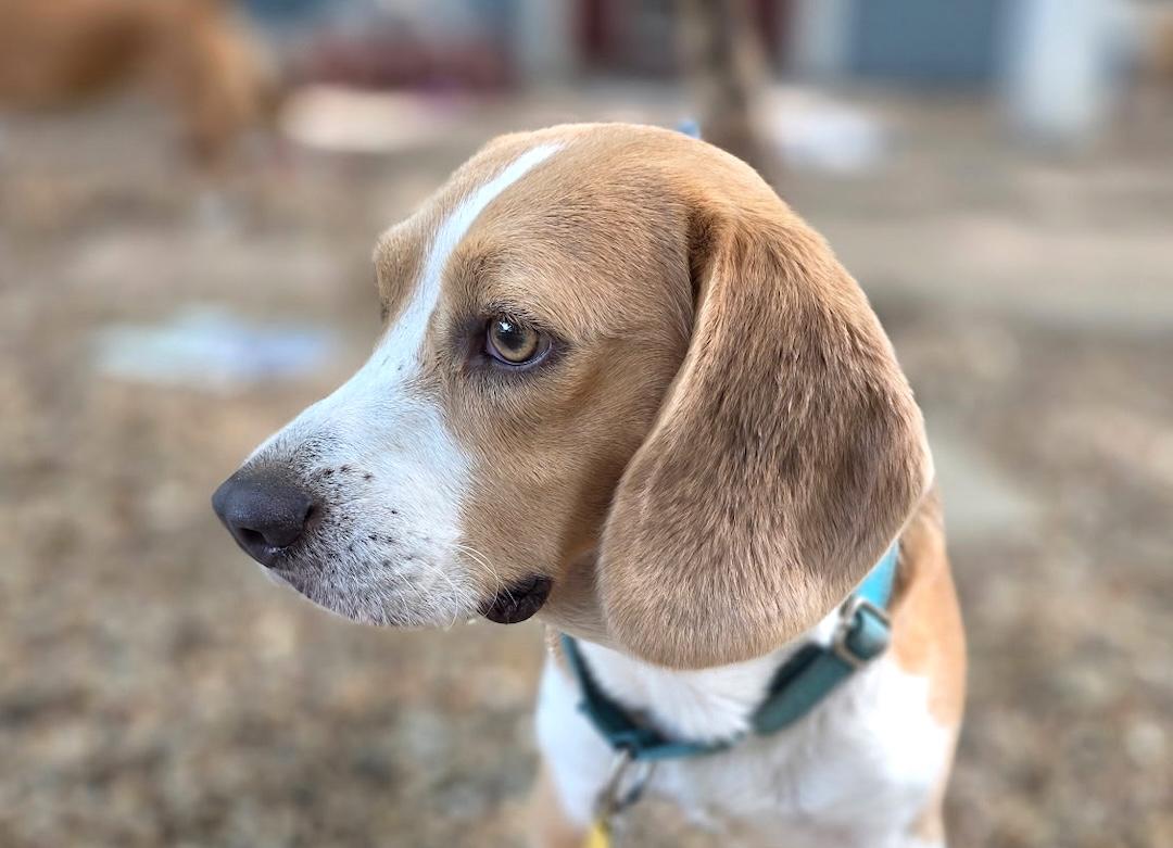 Enlarge Lou, a ADOPTABLE Beagle in Tomball, TX image 1/6