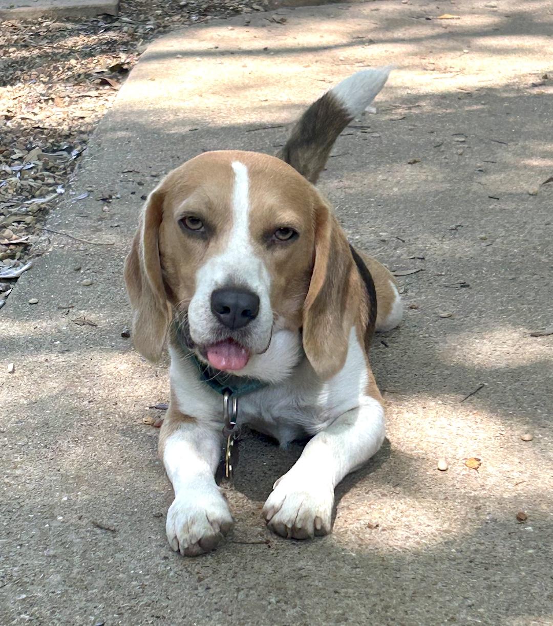 Enlarge Lou, a ADOPTABLE Beagle in Tomball, TX image 2/6