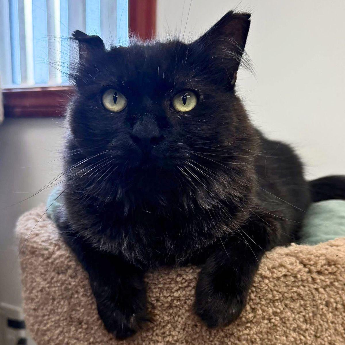 Enlarge Jonathan, a ADOPTABLE Domestic Long Hair in Manhattan Beach, CA image 2/5