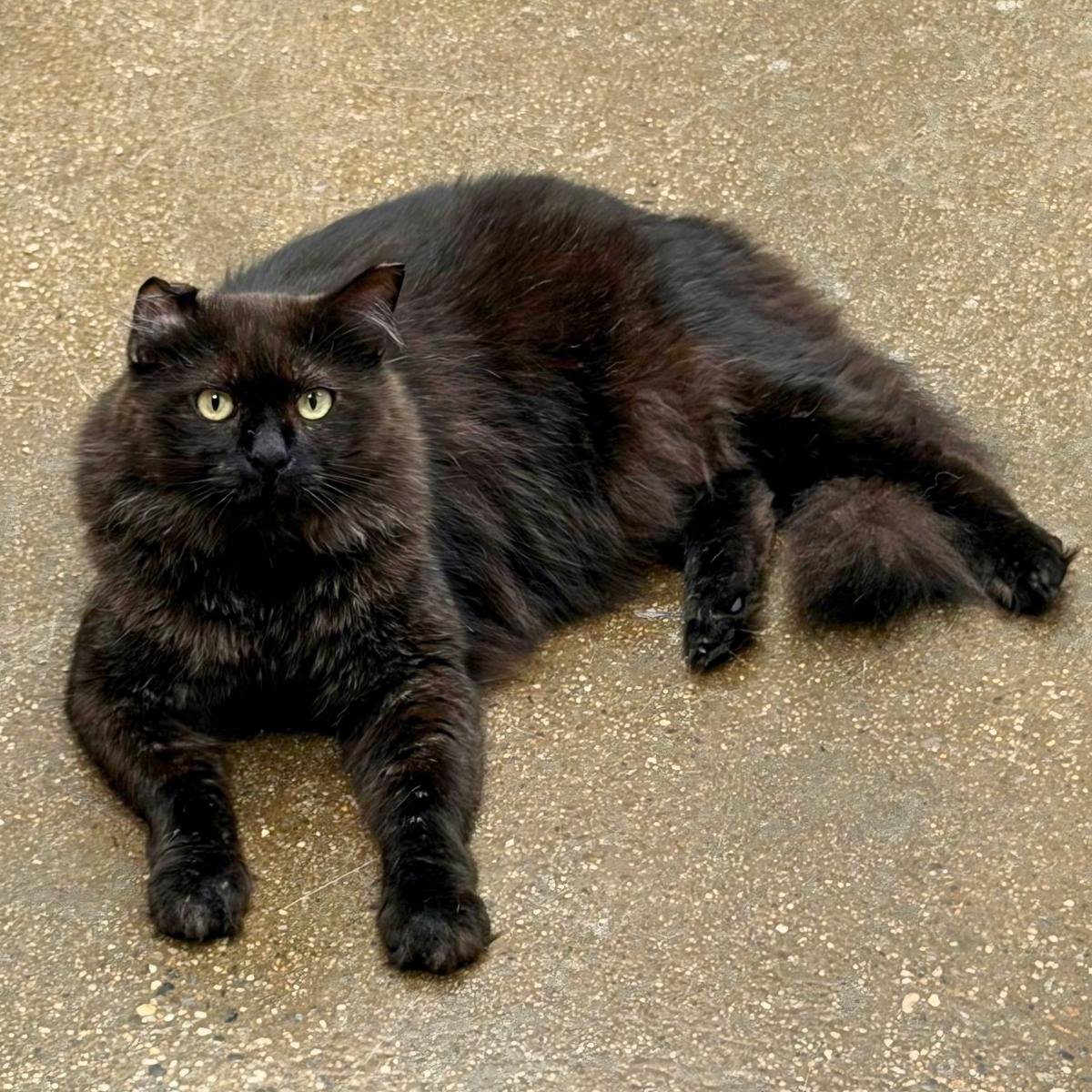 Enlarge Jonathan, a ADOPTABLE Domestic Long Hair in Manhattan Beach, CA image 1/4