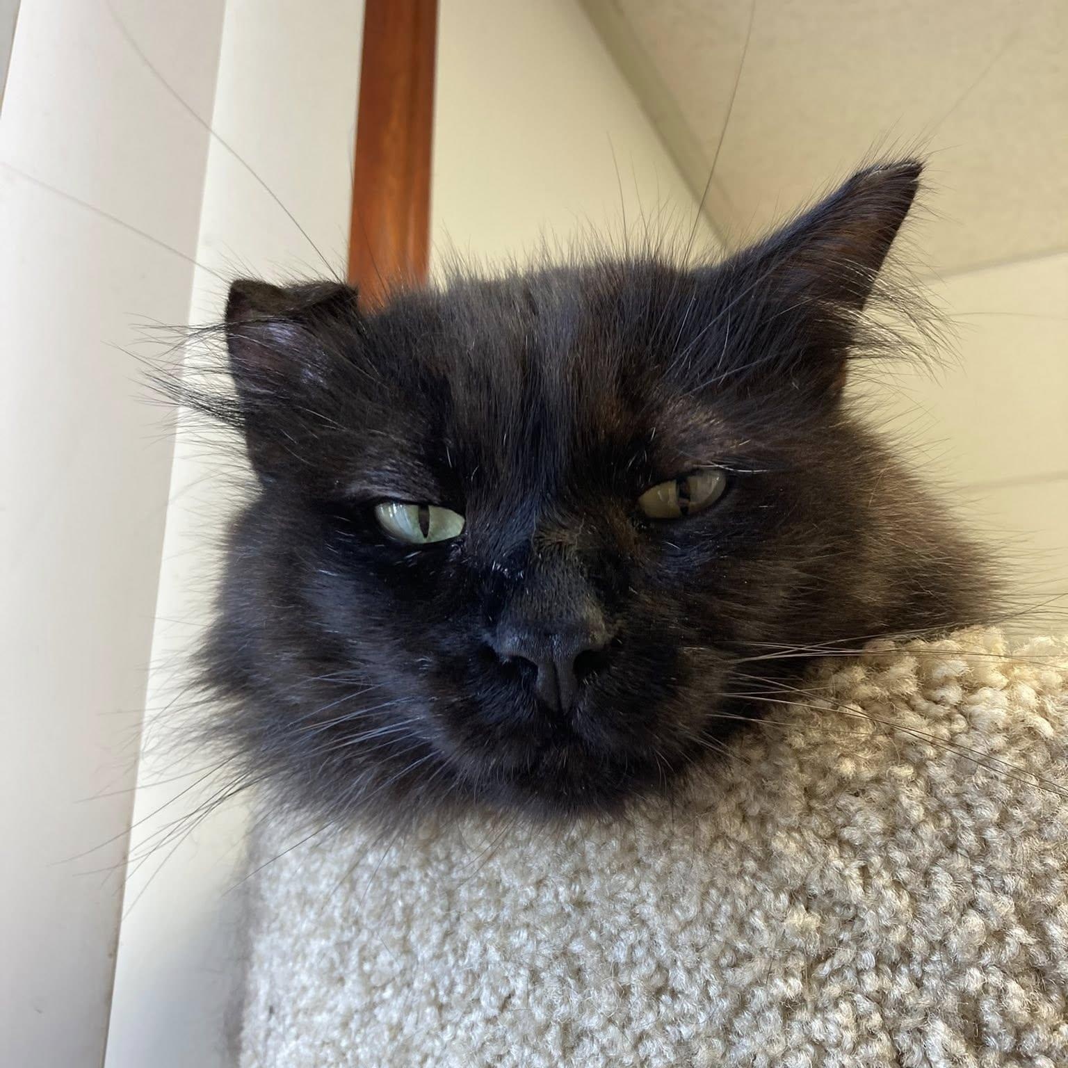 Enlarge Jonathan, a ADOPTABLE Domestic Long Hair in Manhattan Beach, CA image 2/4