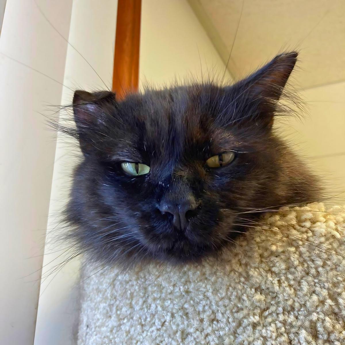 Enlarge Jonathan, a ADOPTABLE Domestic Long Hair in Manhattan Beach, CA image 2/4