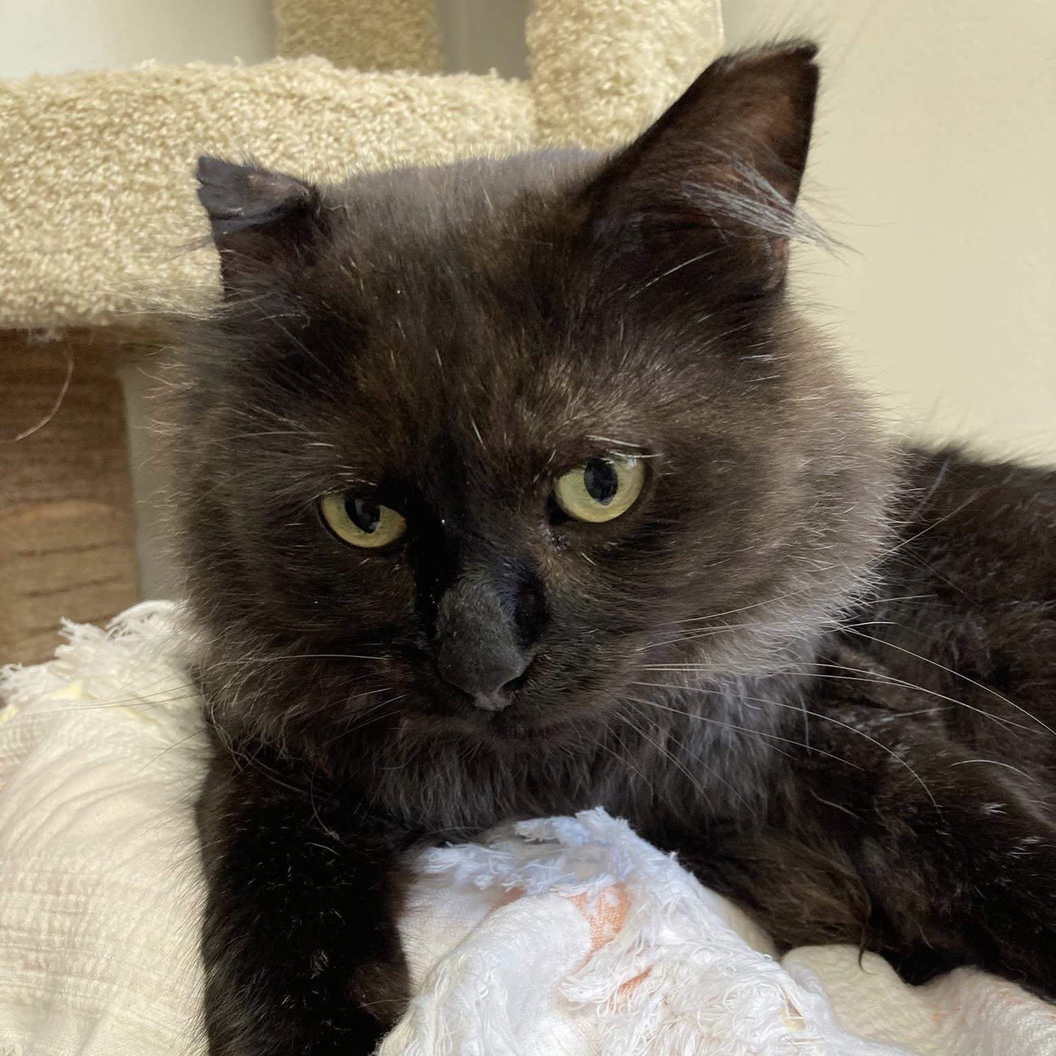 Enlarge Jonathan, a ADOPTABLE Domestic Long Hair in Manhattan Beach, CA image 4/4