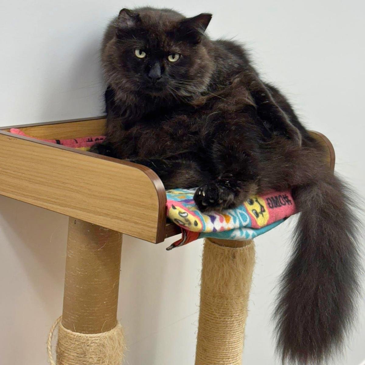 Enlarge Jonathan, a ADOPTABLE Domestic Long Hair in Manhattan Beach, CA image 3/4