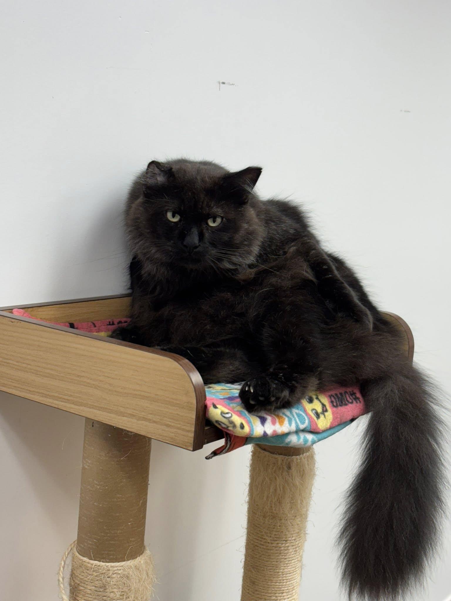 Enlarge Jonathan, a ADOPTABLE Domestic Long Hair in Manhattan Beach, CA image 3/4