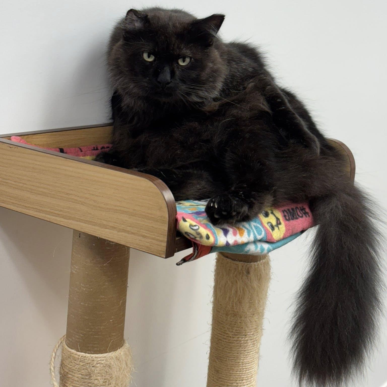 Enlarge Jonathan, a ADOPTABLE Domestic Long Hair in Manhattan Beach, CA image 3/4