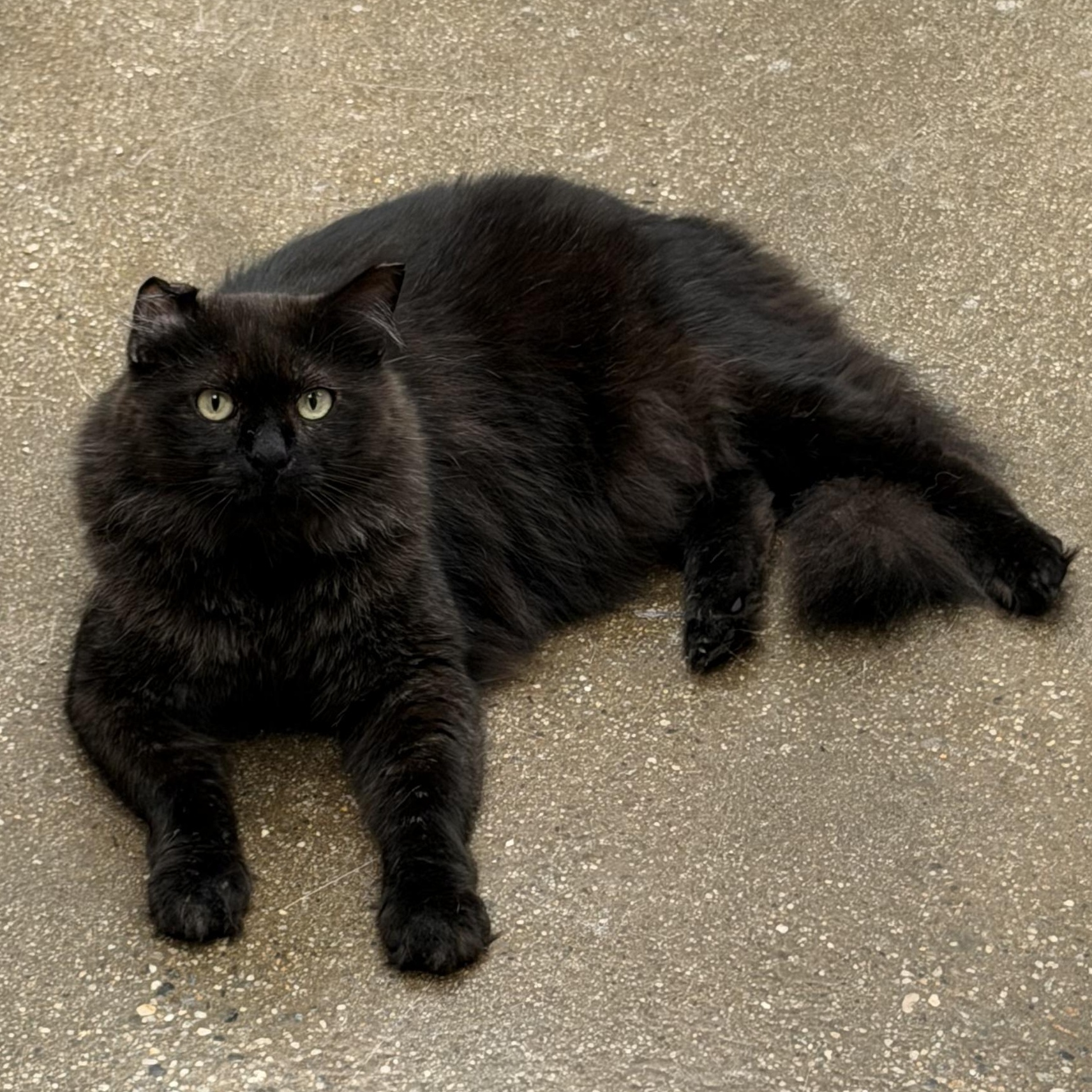 Jonathan, ADOPTABLE, Young Male Domestic Long Hair.