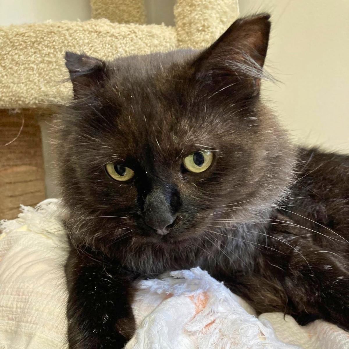 Enlarge Jonathan, a ADOPTABLE Domestic Long Hair in Manhattan Beach, CA image 4/4