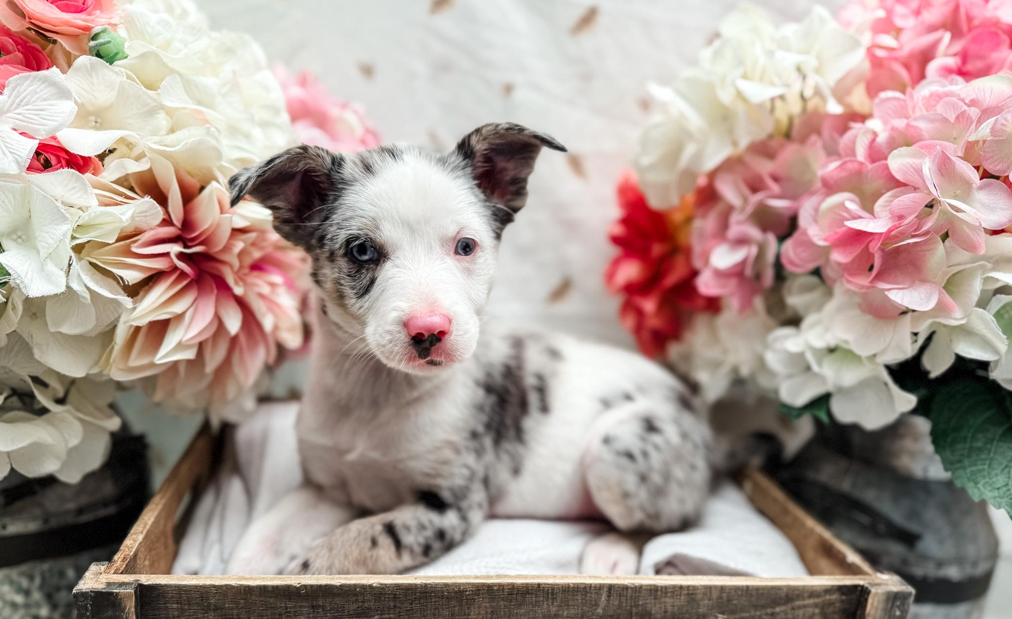 Enlarge Lambert, a Adoptable mixed breed in Newberg, OR image 1/2