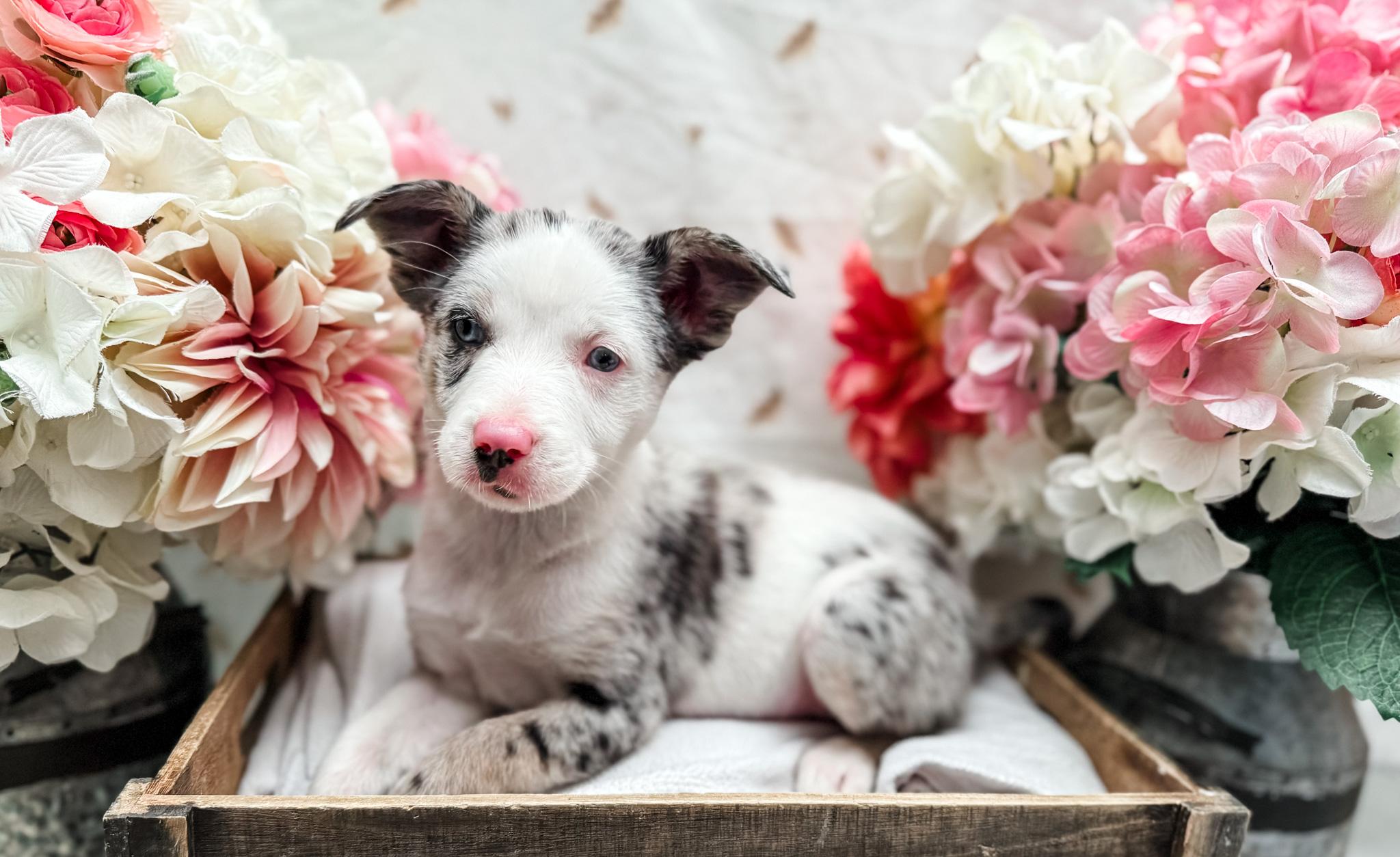 Enlarge Lambert, a Adoptable mixed breed in Newberg, OR image 2/2