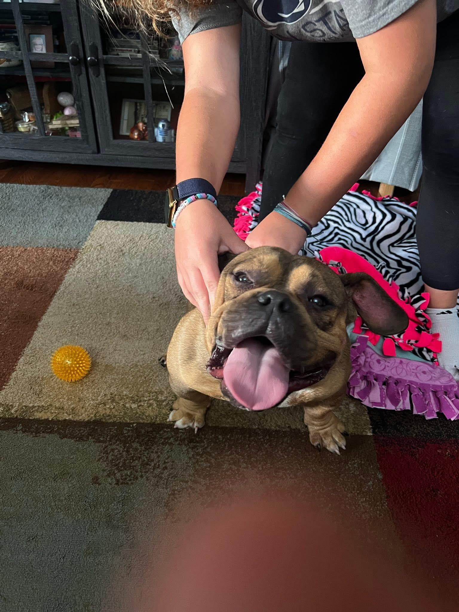 Mr. Potato, a Adoptable mixed breed in Algonquin, IL image 2/5