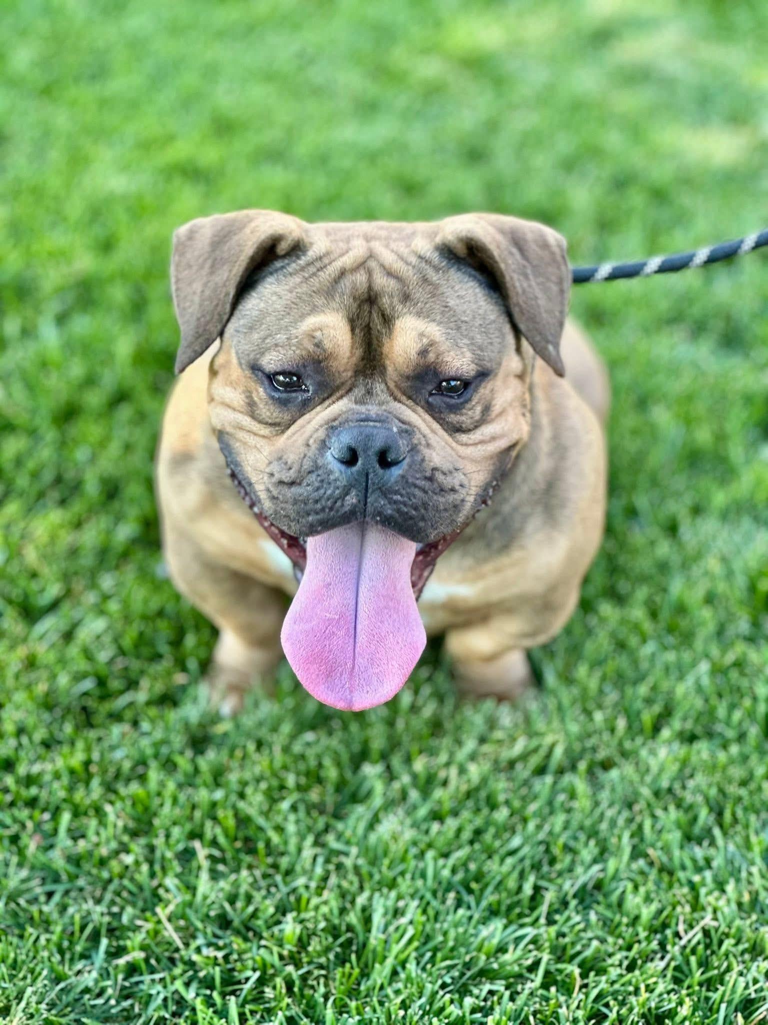 Mr. Potato, a Adoptable mixed breed in Algonquin, IL image 3/5