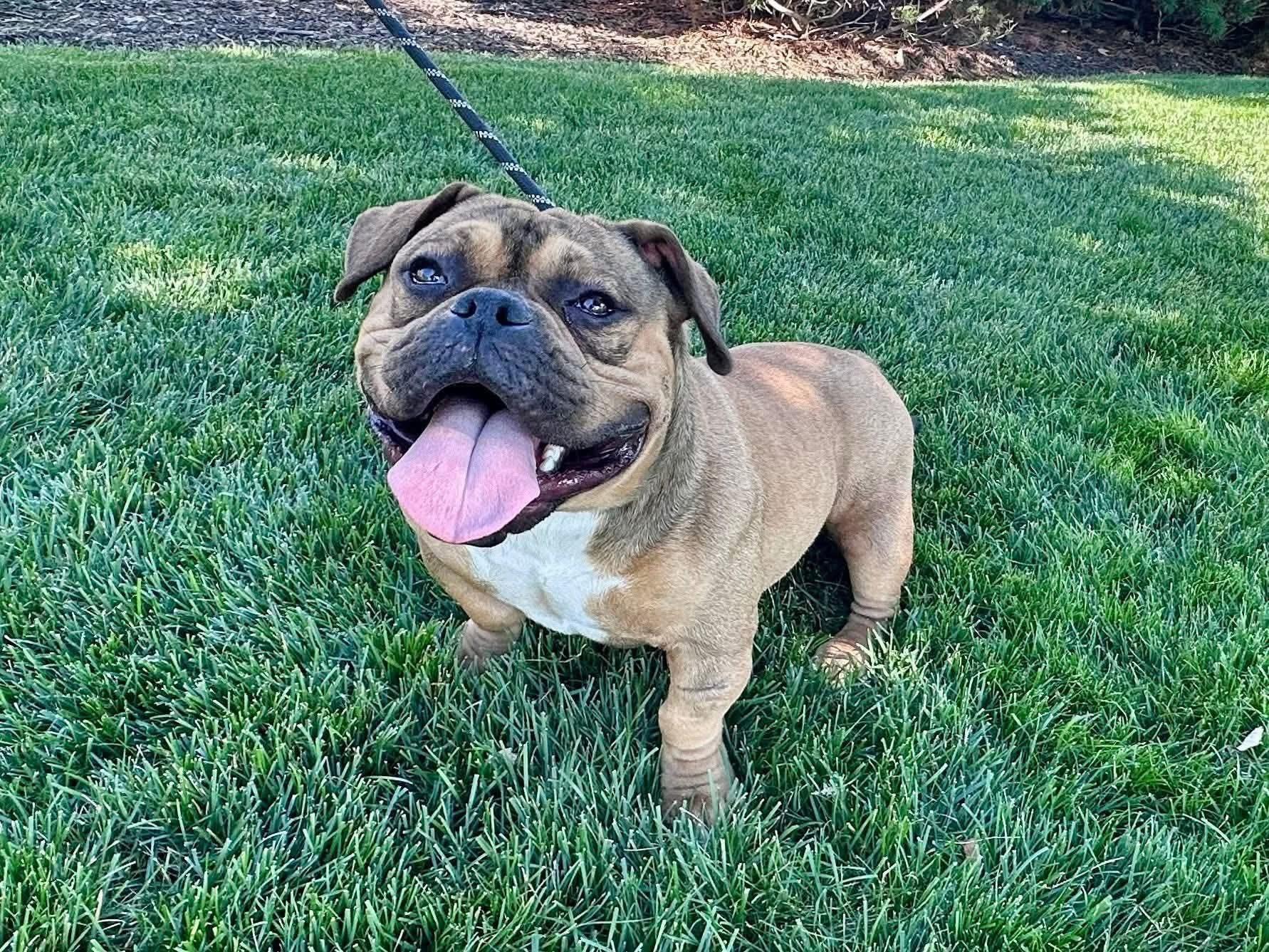 Mr. Potato, Adoptable, Young Male American Bulldog.