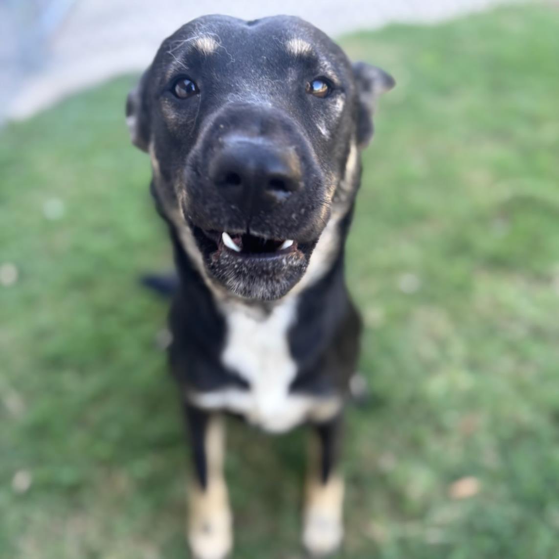 JOKER, Adoptable, Young Male German Shepherd Dog & Mixed Breed.