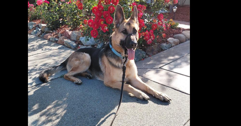 Josie C., a Adoptable German Shepherd Dog in Cupertino, CA image 1/3