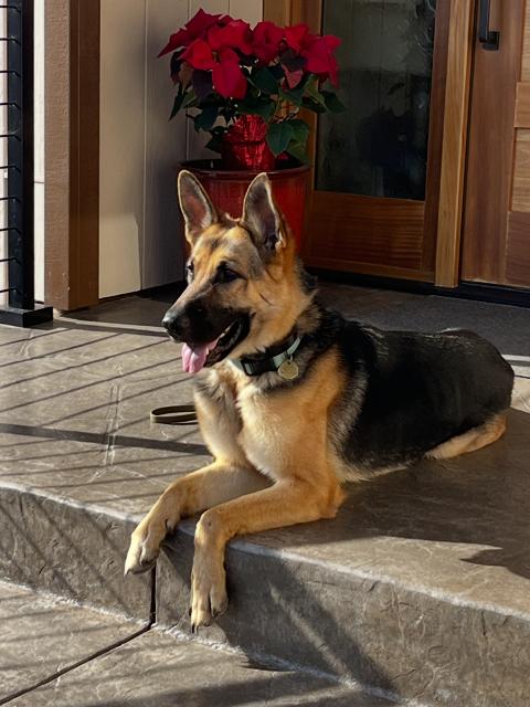 Josie C., a Adoptable German Shepherd Dog in Cupertino, CA image 2/3