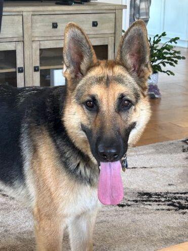 Enlarge Josie C., a Adoptable German Shepherd Dog in Cupertino, CA image 1/3