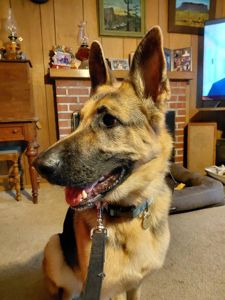 Josie C., a Adoptable German Shepherd Dog in Cupertino, CA image 3/3
