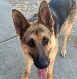 Enlarge Josie C., a Adoptable German Shepherd Dog in Cupertino, CA image 3/3