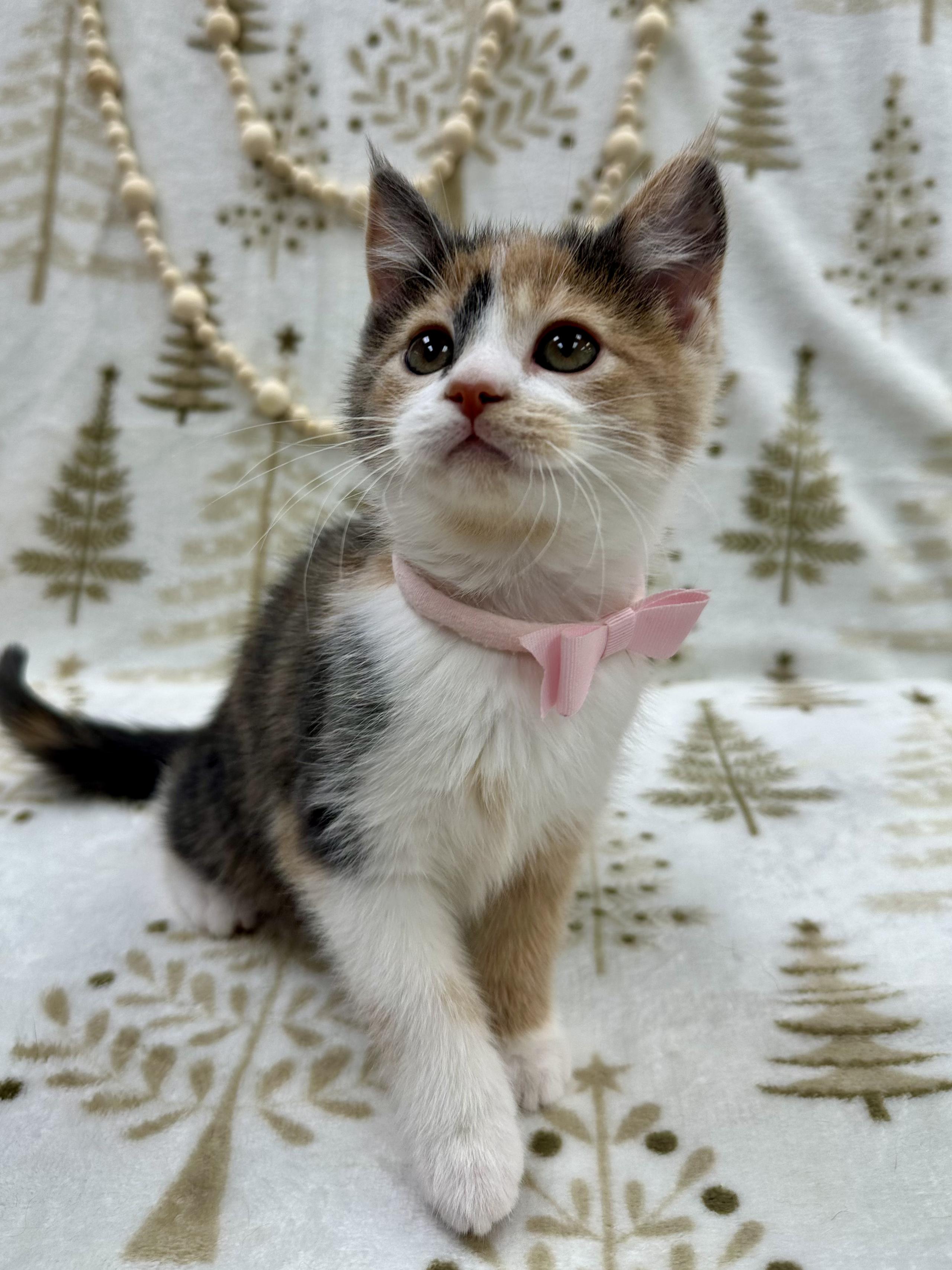 Princess Bubblegum thumbnail 2