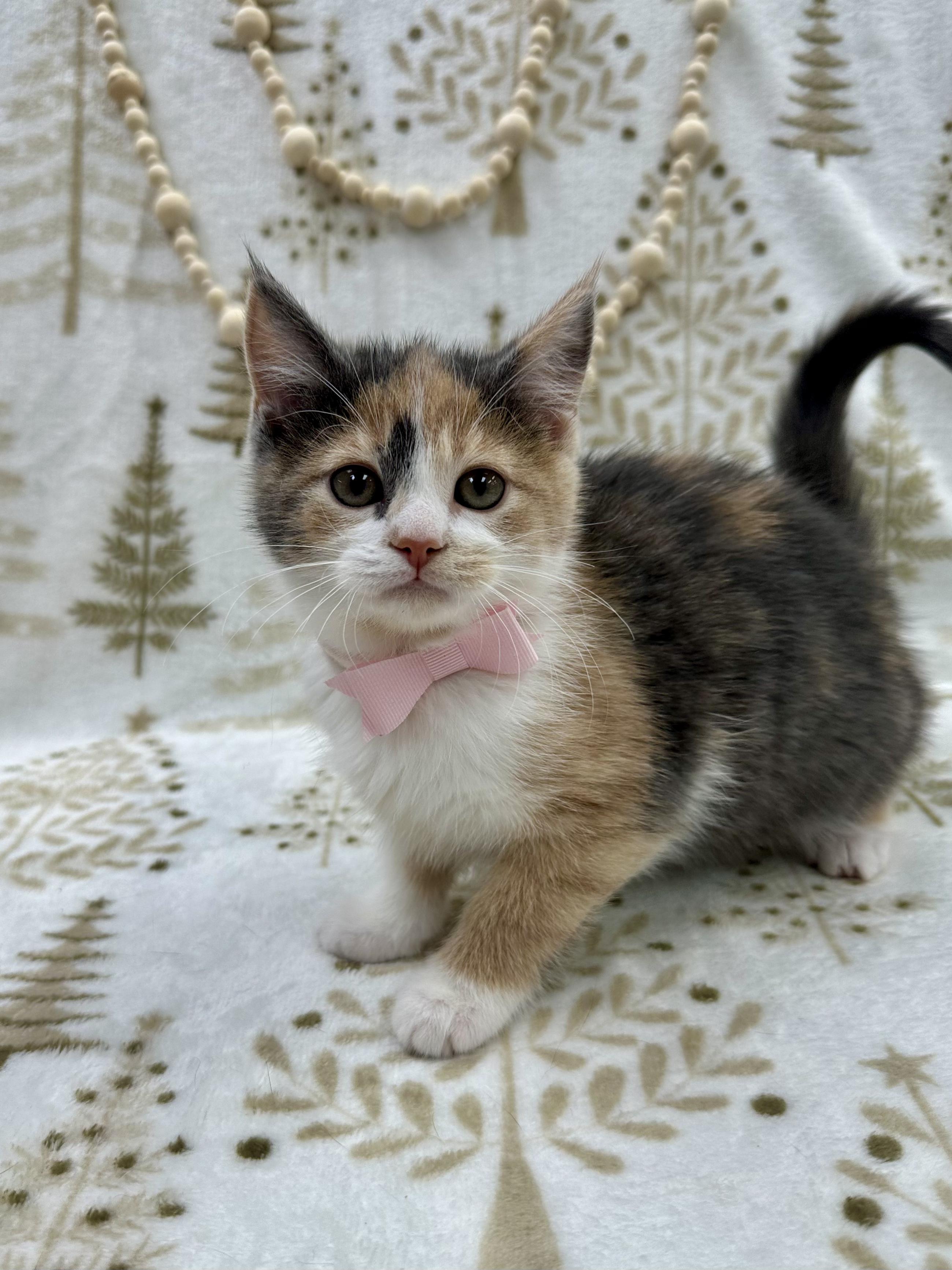 Princess Bubblegum thumbnail 3